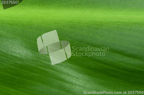 Image of Natural background of green leaf