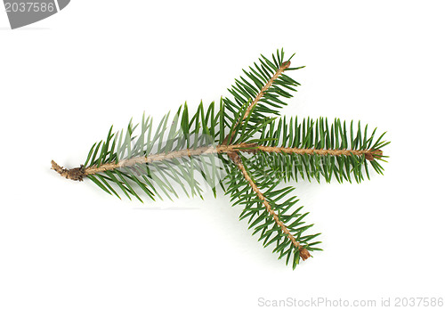 Image of Fir branch