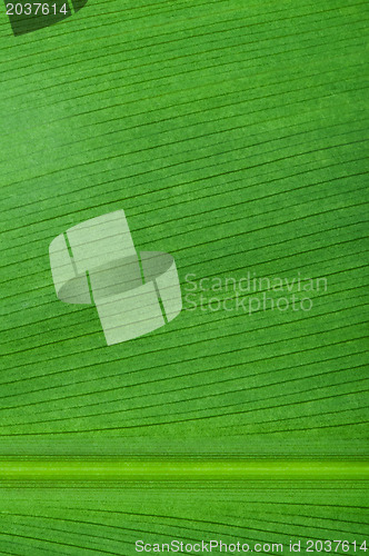 Image of Natural background of green leaf