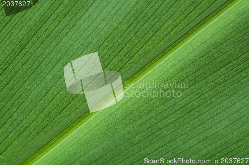 Image of Natural background of green leaf