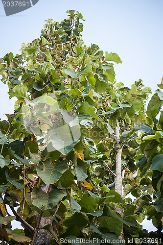 Image of Teak wood forest