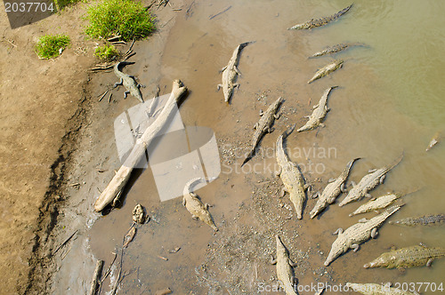 Image of Resting crocodiles