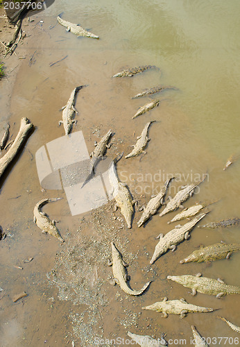 Image of Group of crocodiles