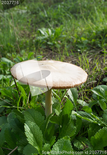 Image of White fungus