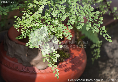 Image of Dynamic fern leaves composition on water clay pot