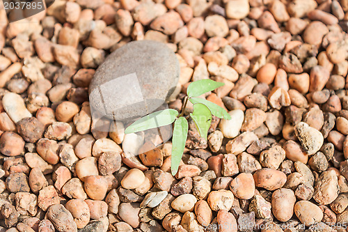Image of A sprout growing from pebbles 