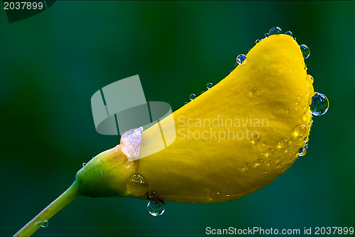 Image of genista Sarothamnus Scoparius