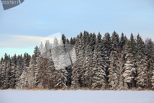 Image of Landscape of Snowy Winter Forest