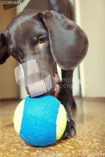 Image of Dog and ball