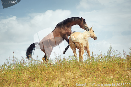 Image of Horses playing
