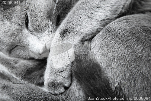 Image of Sleeping cat