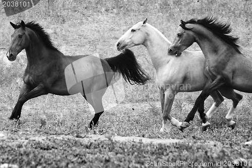 Image of Freedom