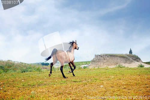 Image of Running horse