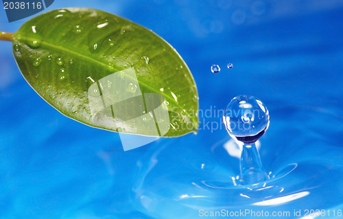 Image of Leaf and water