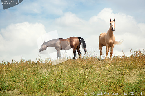 Image of Two horses