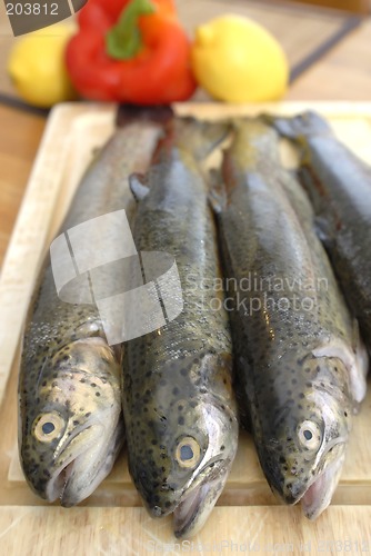 Image of Fresh fishes