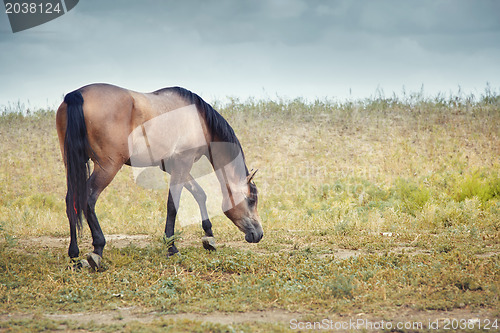 Image of Horse