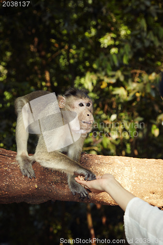 Image of Contact with monkey