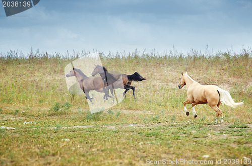 Image of Horses of Kazakhstan