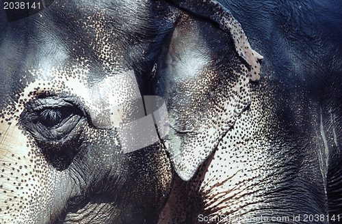 Image of Elephant