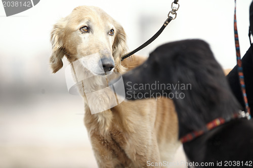 Image of Two Turkmenian greyhound dogs