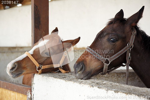 Image of Horses