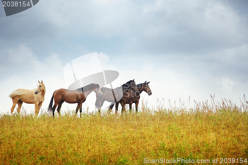 Image of Four horses in the steppe