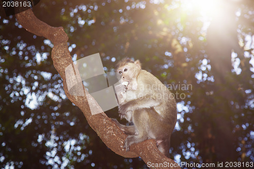 Image of Eating monkey