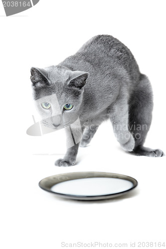 Image of Russian blue cat