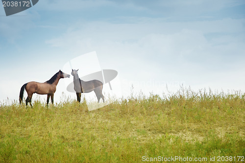 Image of Two horses