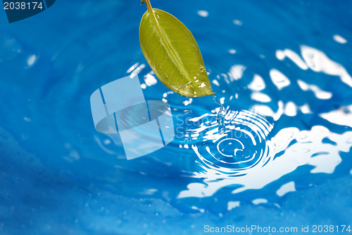 Image of Leaf and water