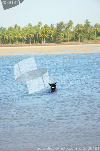 Image of Swimming dog