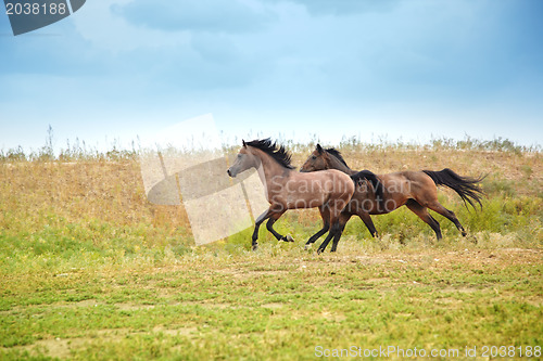 Image of Running horses