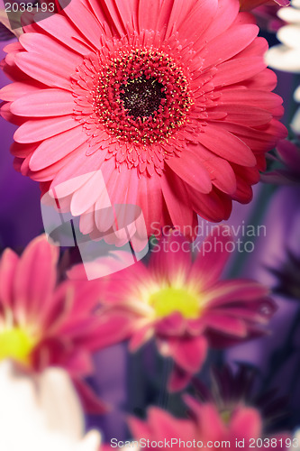 Image of Chrysanthemum