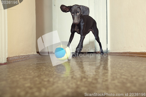 Image of Dog and ball