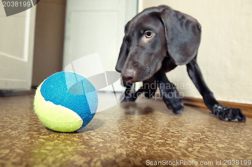 Image of Dog and ball