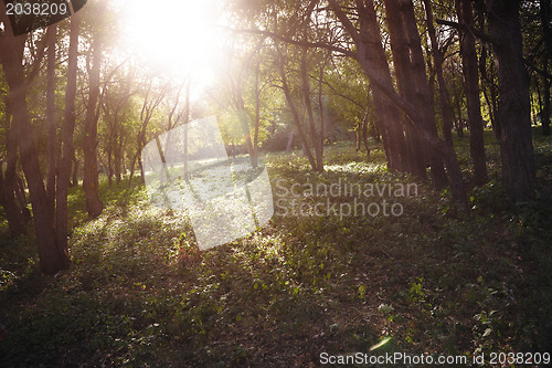 Image of Sun in the forest