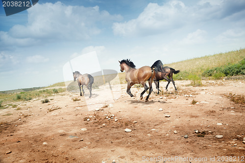 Image of Horses