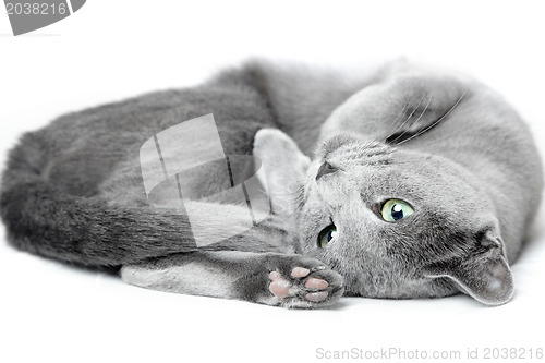 Image of Russian blue cat