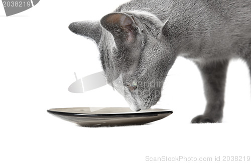 Image of Cat and milk