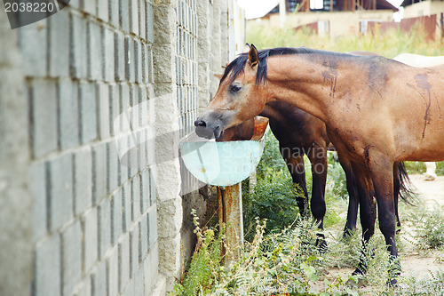 Image of Drinking place for horses