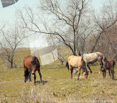 Image of Browsing horses