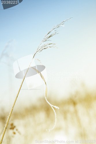 Image of Wheat in winter