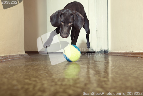 Image of Dog and ball