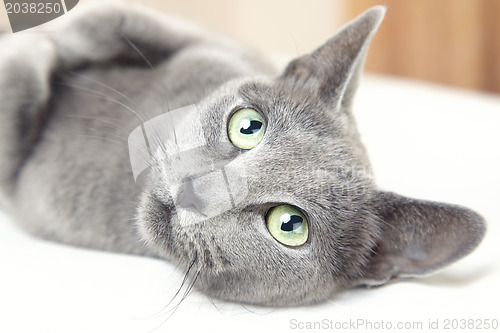 Image of Russian blue cat