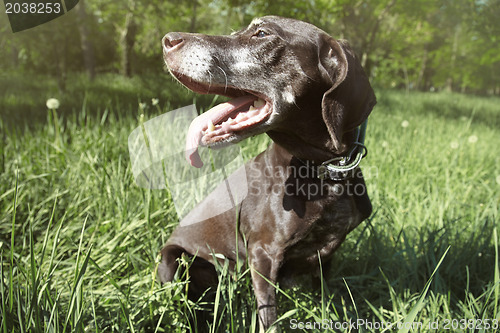 Image of Dog outdoors