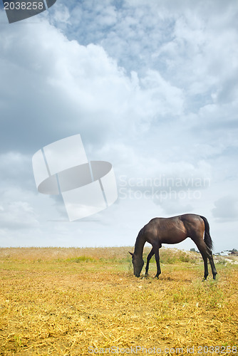 Image of Horse