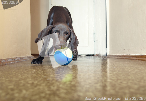 Image of Dog and ball