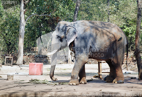 Image of Indian elephant