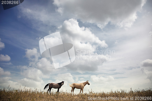 Image of Horses